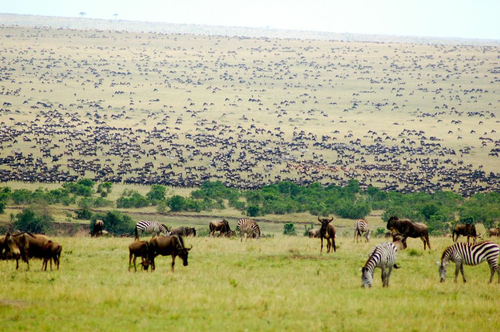 Masai mara