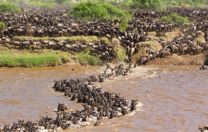 Wildebeest Migration.